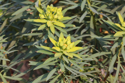 Euphorbia dendroides / euphorbia arborea